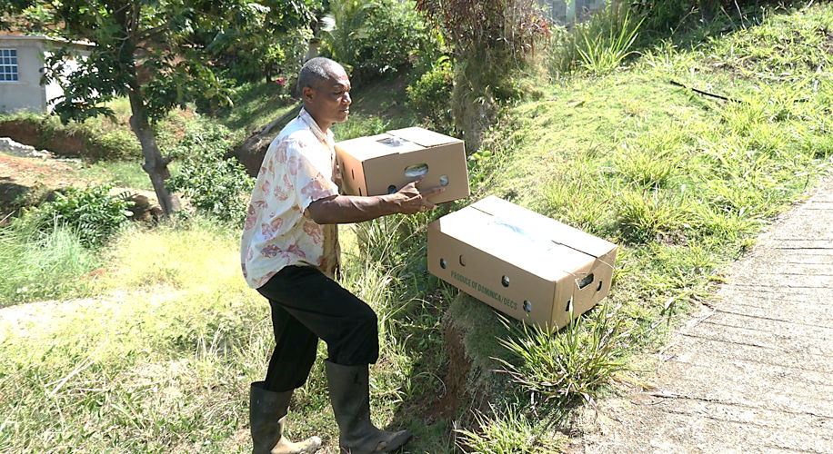 Vetiver farmer Lucien, carrying boxes to be labelled and transported to the Port for export to Antigua.