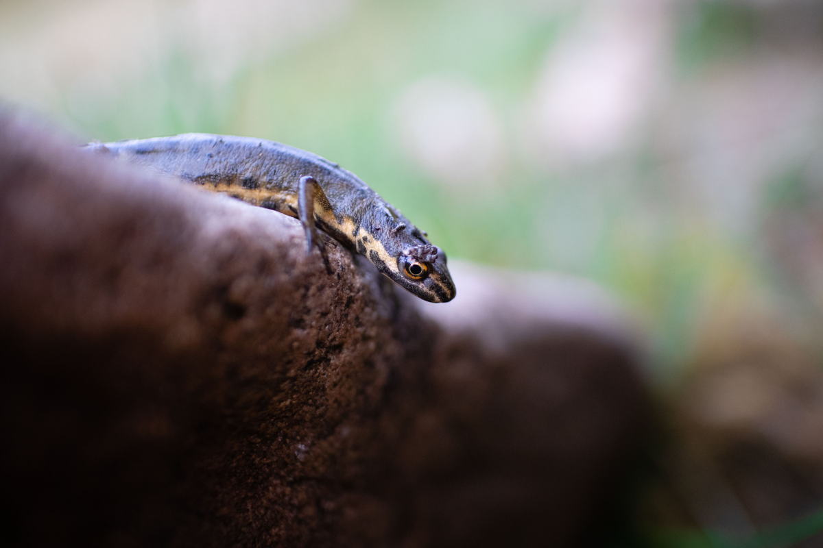 D oor de werken aan de Burchtse Scheibeek verwelkomen we hopelijk de kleine watersalamander.