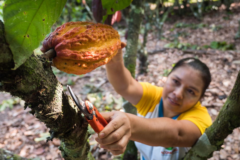 Guylian_Fairtrade cacao