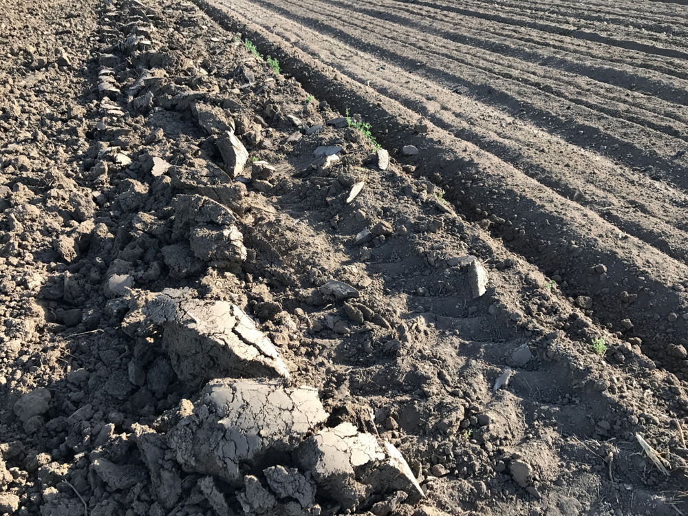 The tilled soil is on the left; the disced soil is on the right