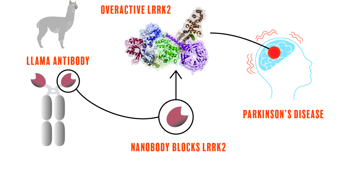 Schematische voorstelling van de strategie gebruikt door het onderzoeksteam om LRRK2 te blokkeren via lama Nanobodies® (figuur door Freya De Corte)