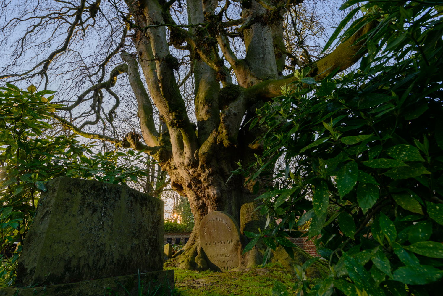 Treurbeuk op het protestantse kerkhof van Korsele (©Paul Muylaert)