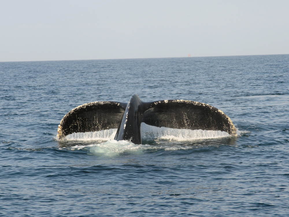 Avistamiento de Ballenas, Punta Mita