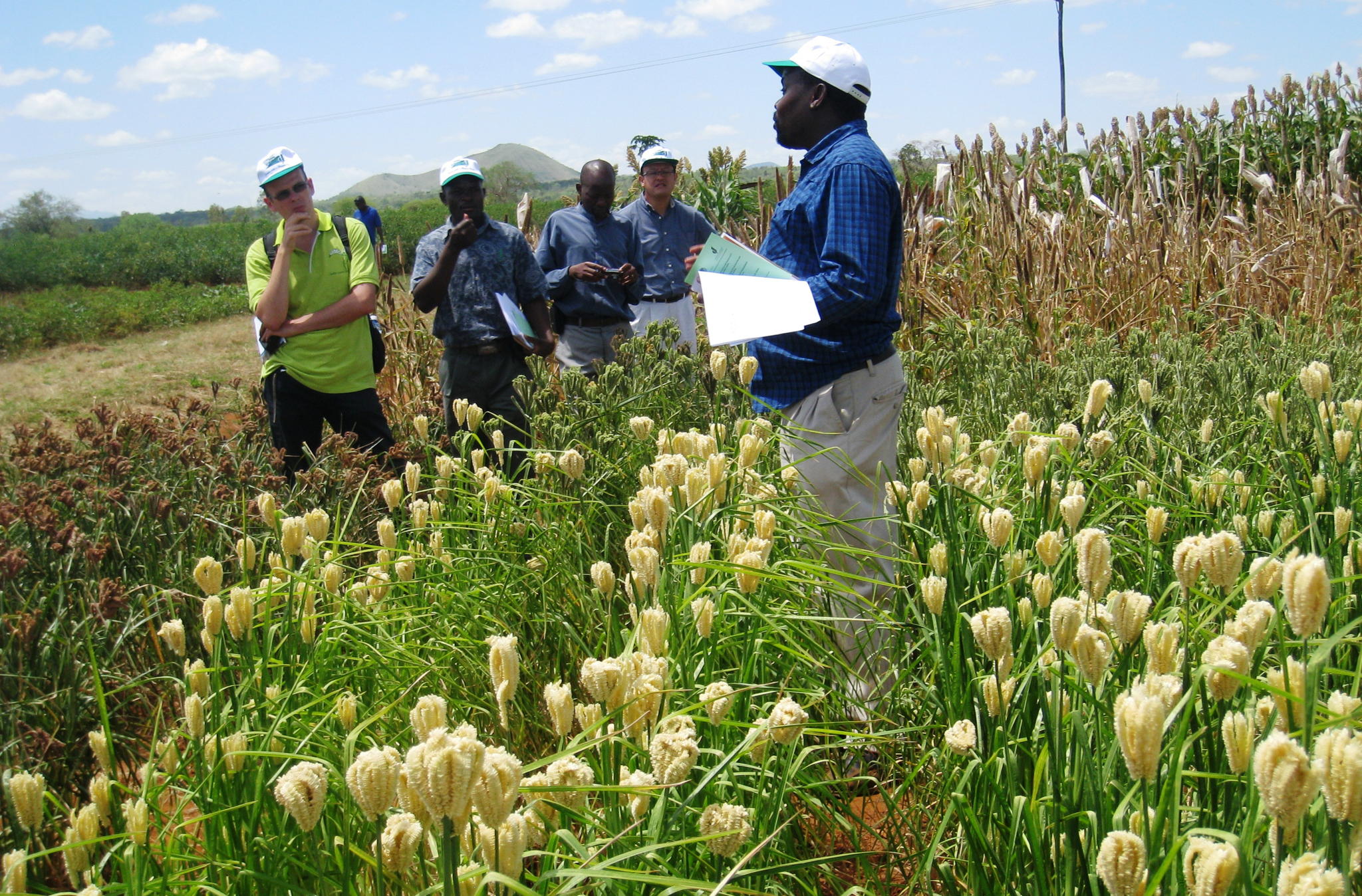 Finger Millet Genome Breakthrough to Help Safeguard Food Security