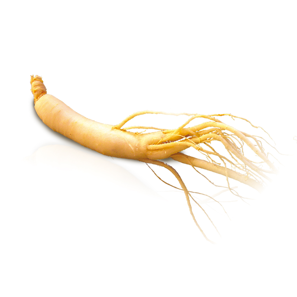 Ginseng
