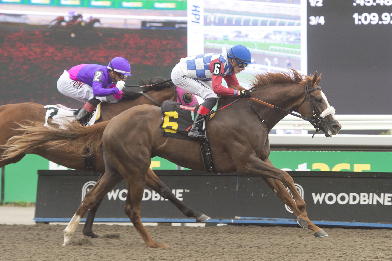 Dresden Row and jockey Ryan Munger winning Race 7 on July 12, 2024 at Woodbine (Michael Burns Photo) 