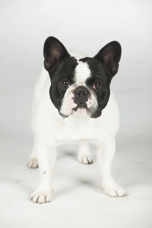 Zobie, de hond die verhalen sprokkelt. (c) VRT