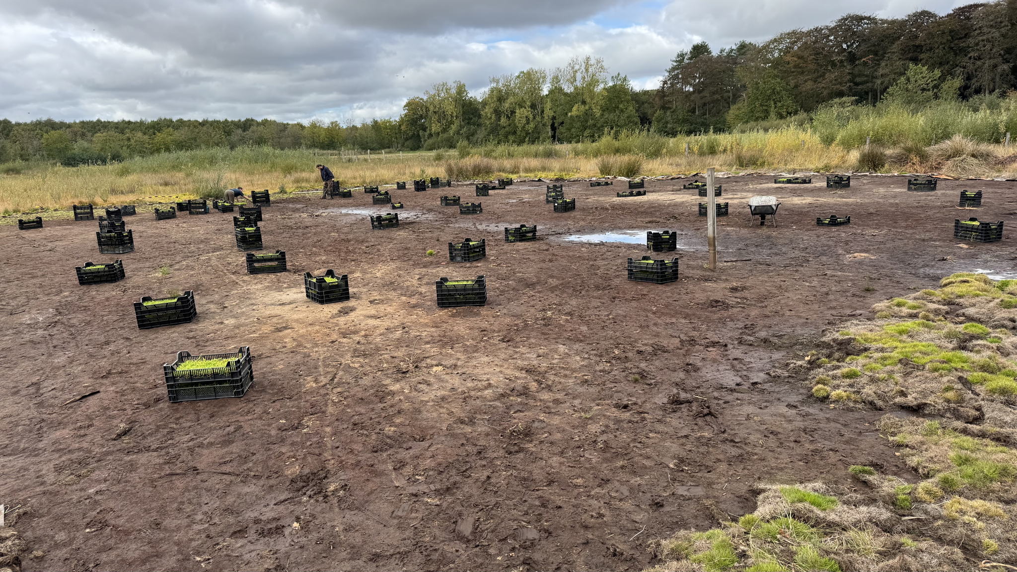 Terrein klaar voor aanplant van vlottende bies en moerashertshooi, 2025