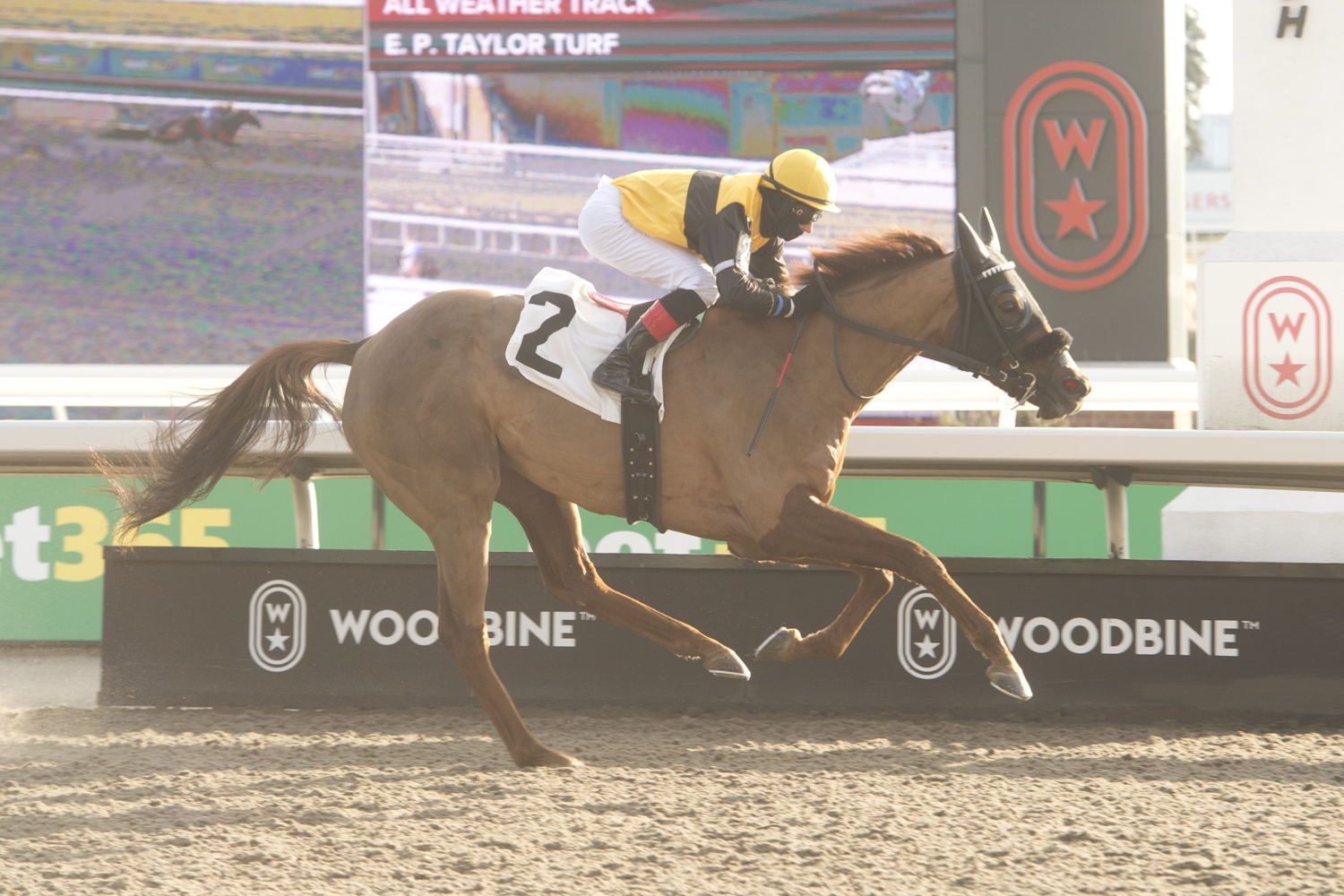 Metaphysical and jockey Ryan Munger winning Race 3 on December 14, 2024 (Michael Burns Photo)