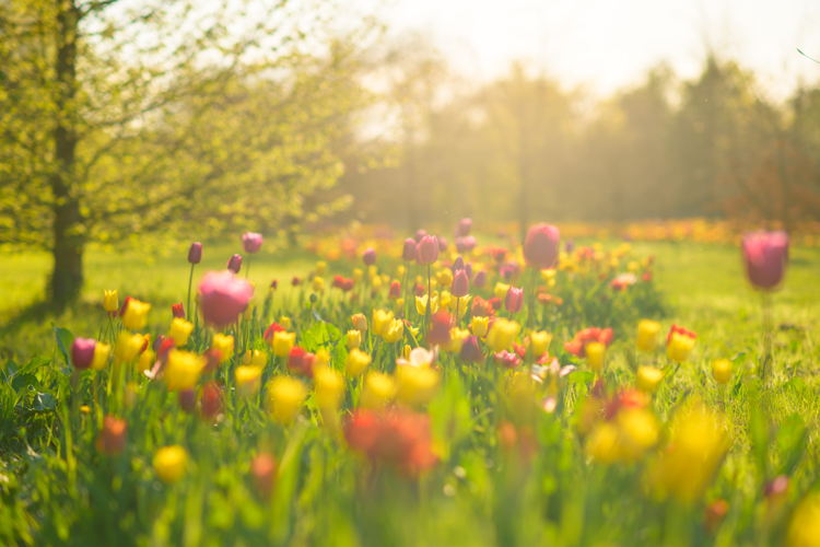 Tulpenpluk 2025, foto Wim Hadermann