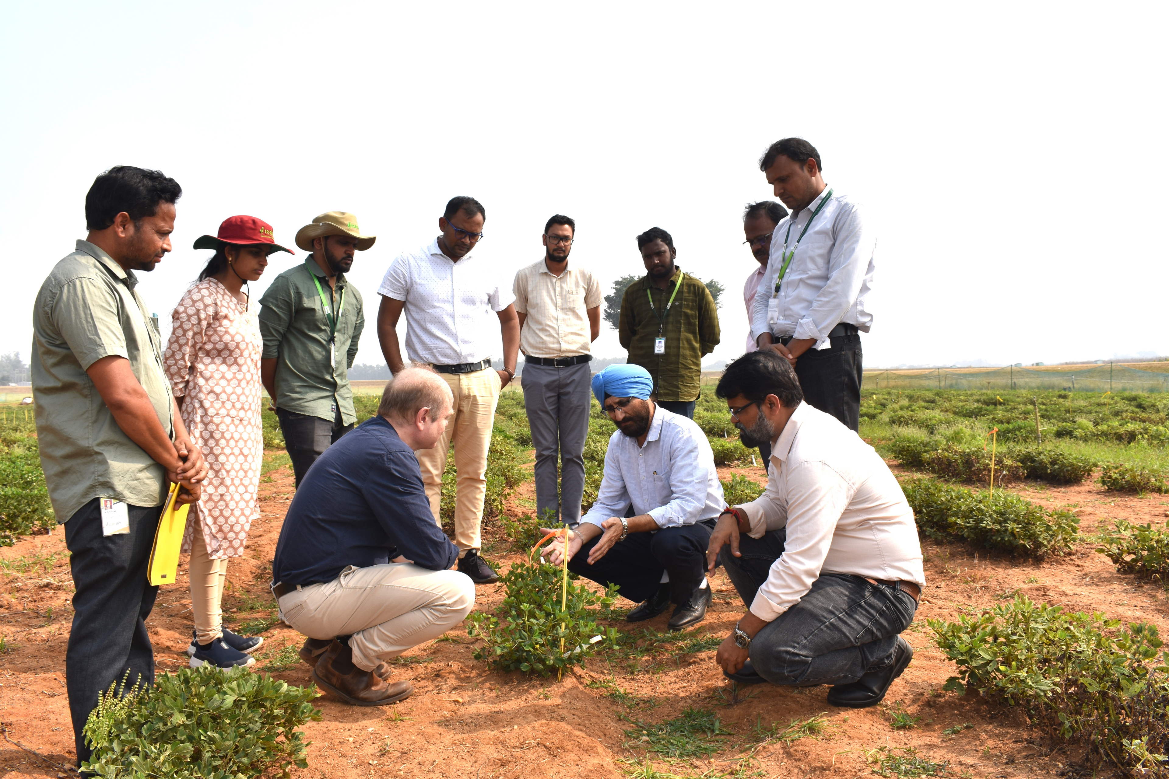 Breakthrough Discovery Offers Hope Against Devastating Groundnut Disease