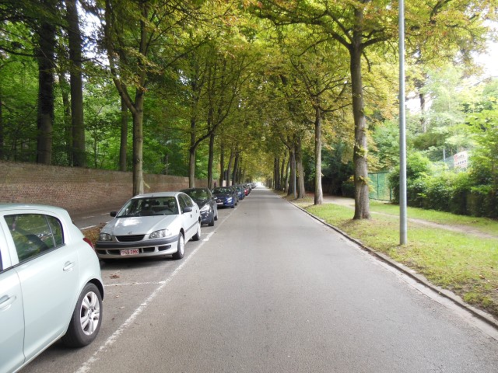 Stad Leuven onderzoekt gezondheid bomen in Kardinaal Mercierlaan