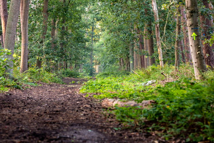 Bosmanshoeckbos (© Gert Arijs)