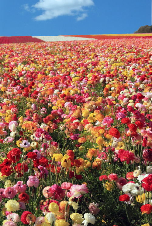 Campos de Flores de Carlsbad