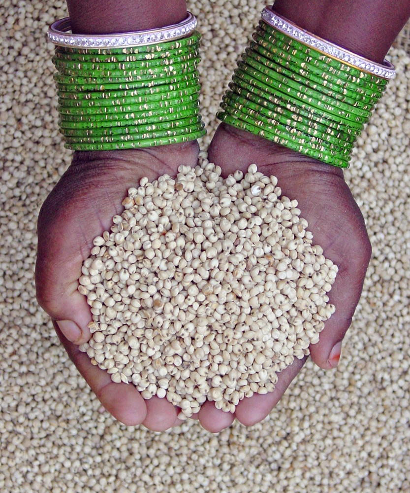 Sorghum seeds