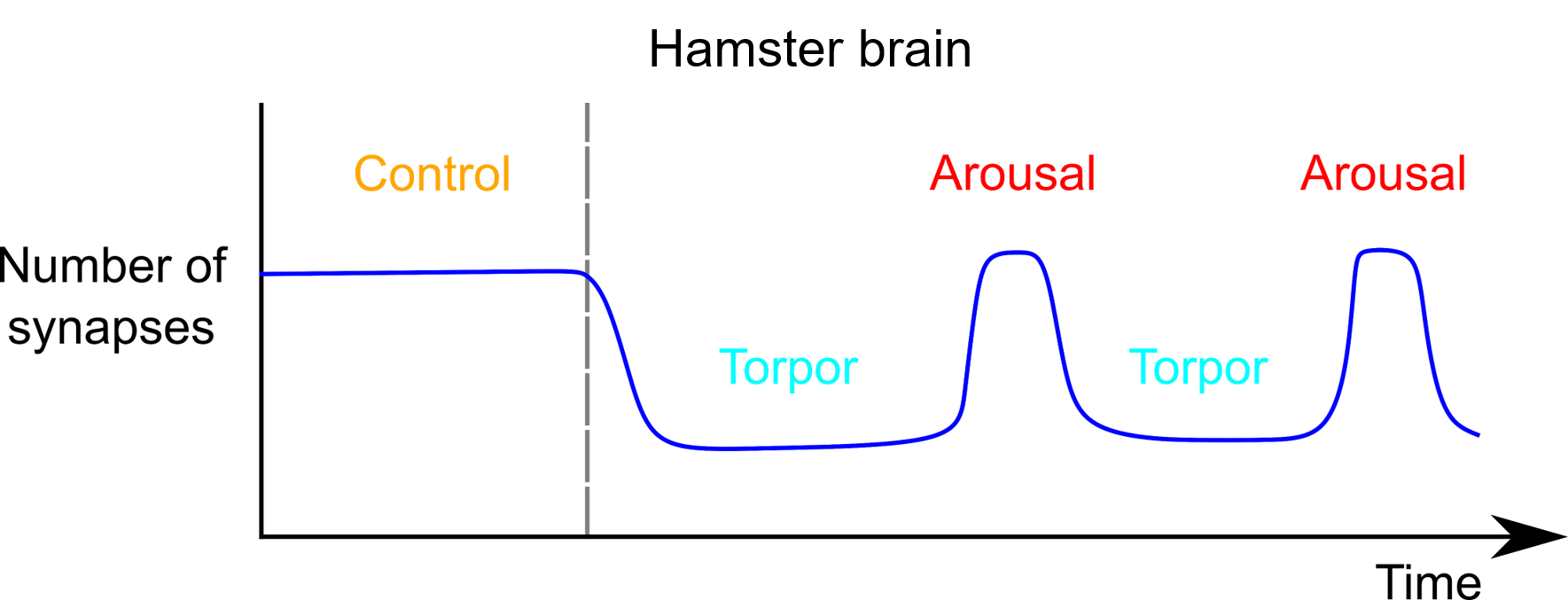 The number of synapses in the hamster brain during arousal ("wake") and torpor ("asleep") states of hibernation