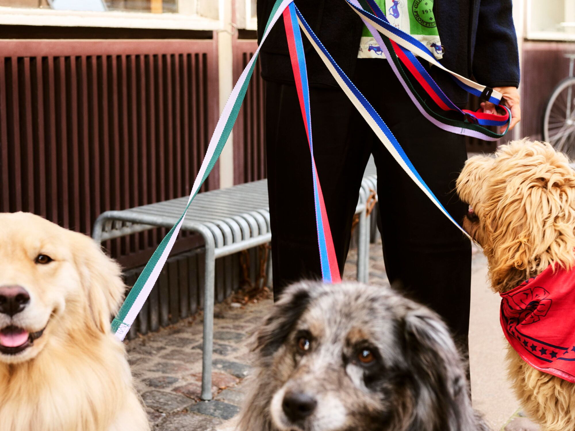HAY Dogs by Holly Golightly, exclusively available at DWR
