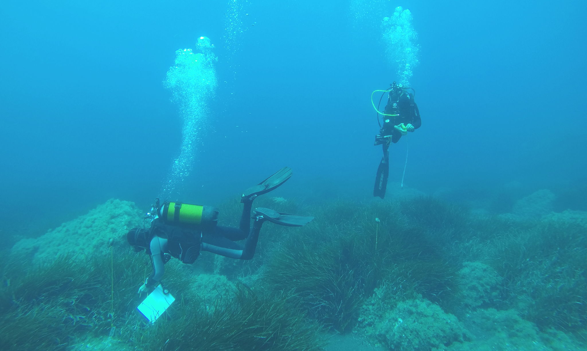 Divers above a Posidonia seagrass meadow. Copyright Gabriele Procaccini (SZN)