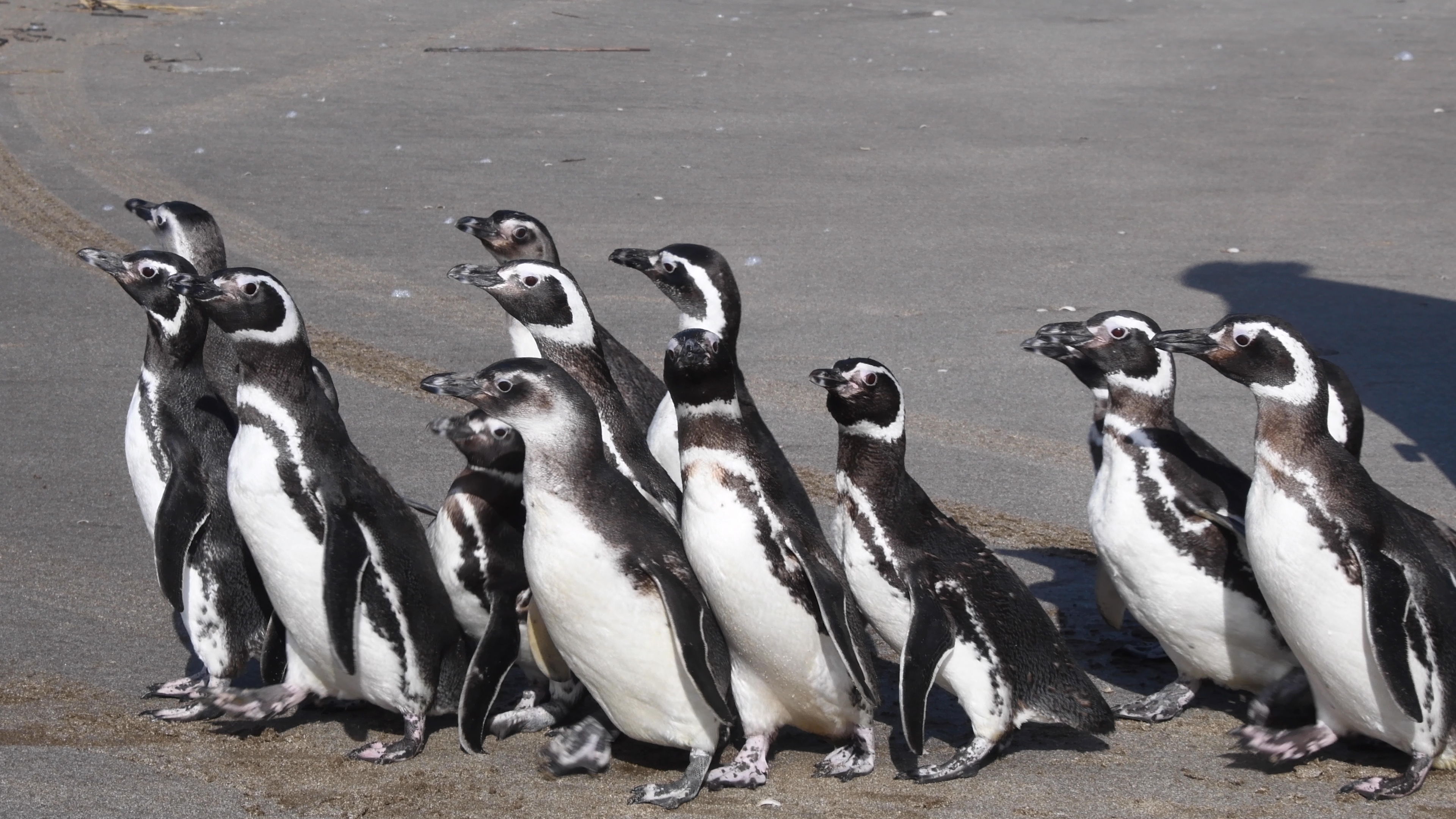 15 pingüinos regresan al mar tras ser rescatados con cuadros de desnutrición, empetrolamiento e ingesta de plástico