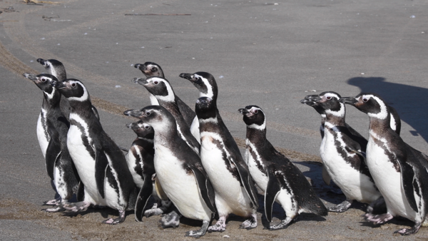 15 pingüinos regresan al mar tras ser rescatados con cuadros de desnutrición, empetrolamiento e ingesta de plástico