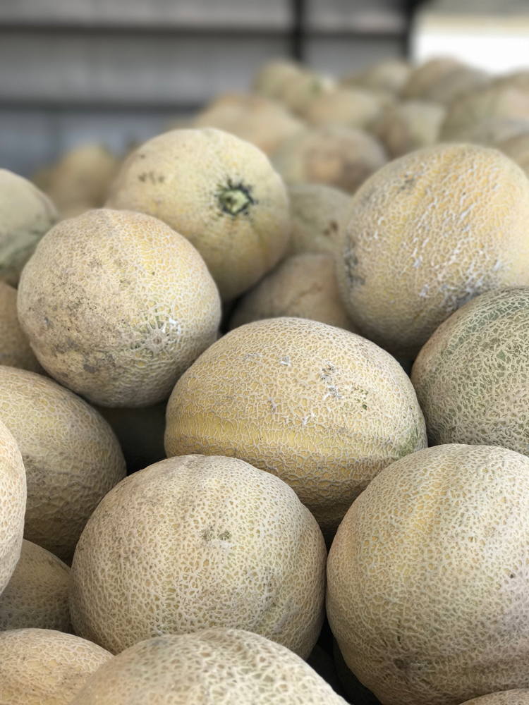 Rocky Ford Cantaloupe in the packing shed during the 2017 season