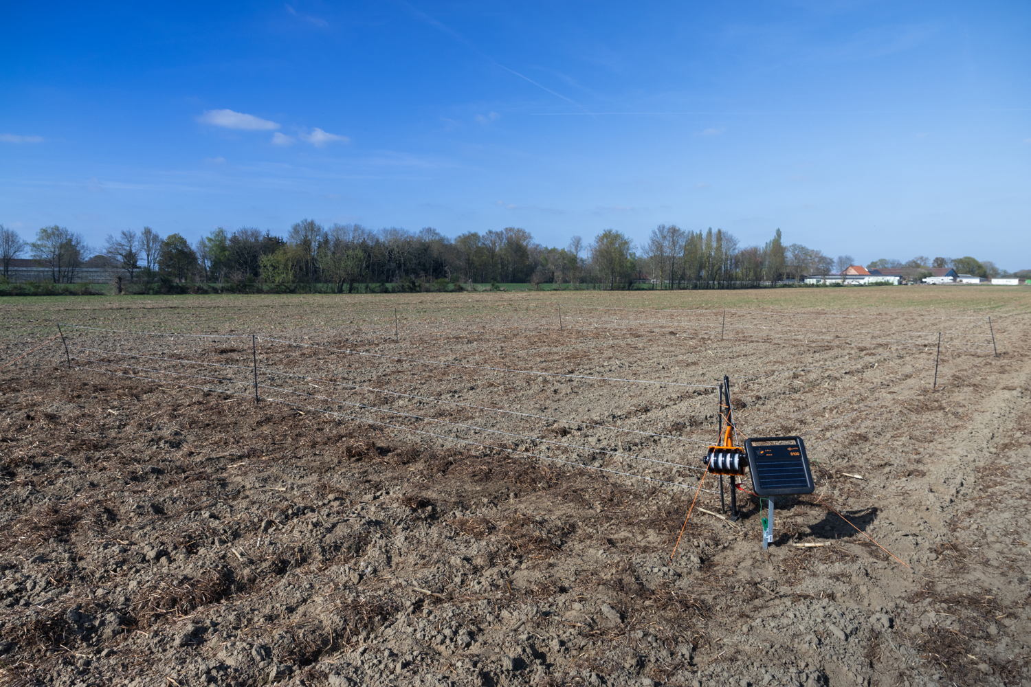 ©Agentschap voor Natuur en Bos / Maxime Bervoets: elektrisch raster op maïsakker voor de bescherming van een nest van wulp