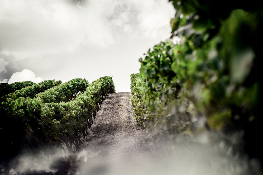 Viñedo Grande Champagne 