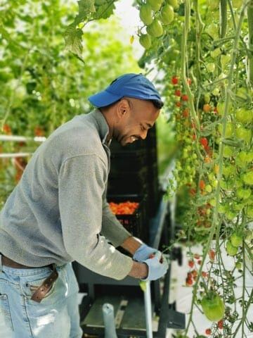 Farm workers from the OECS at work in Canada.