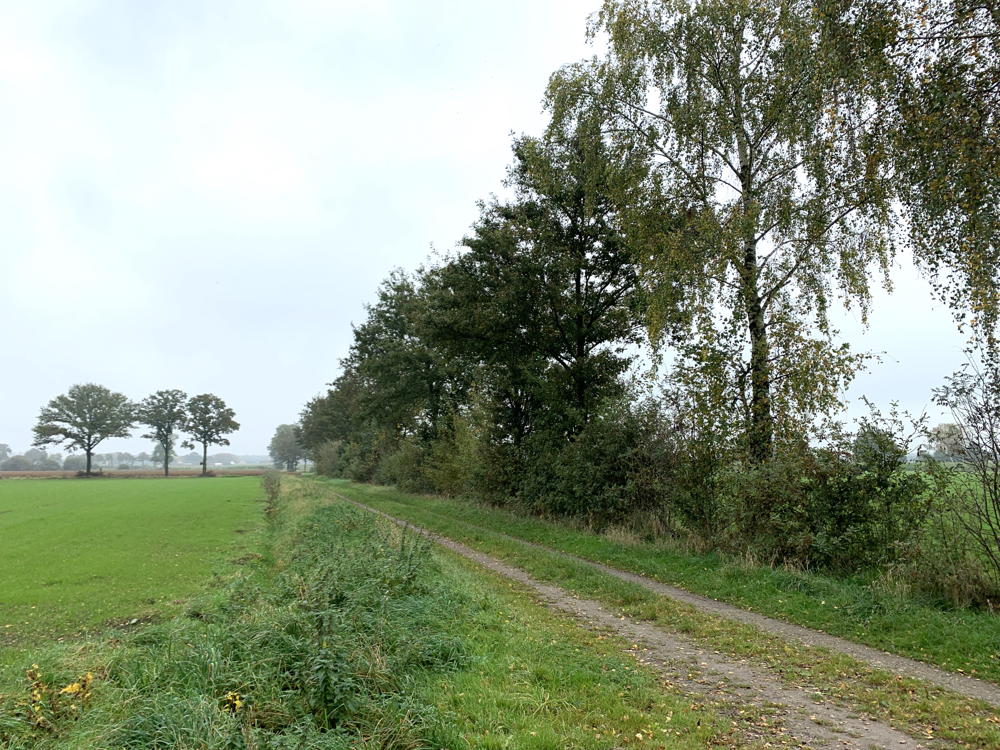 Houtkant langs wandelpad