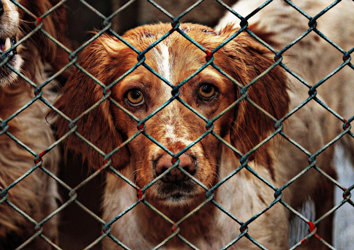 Canva - Dog in an Animal Shelter.jpg