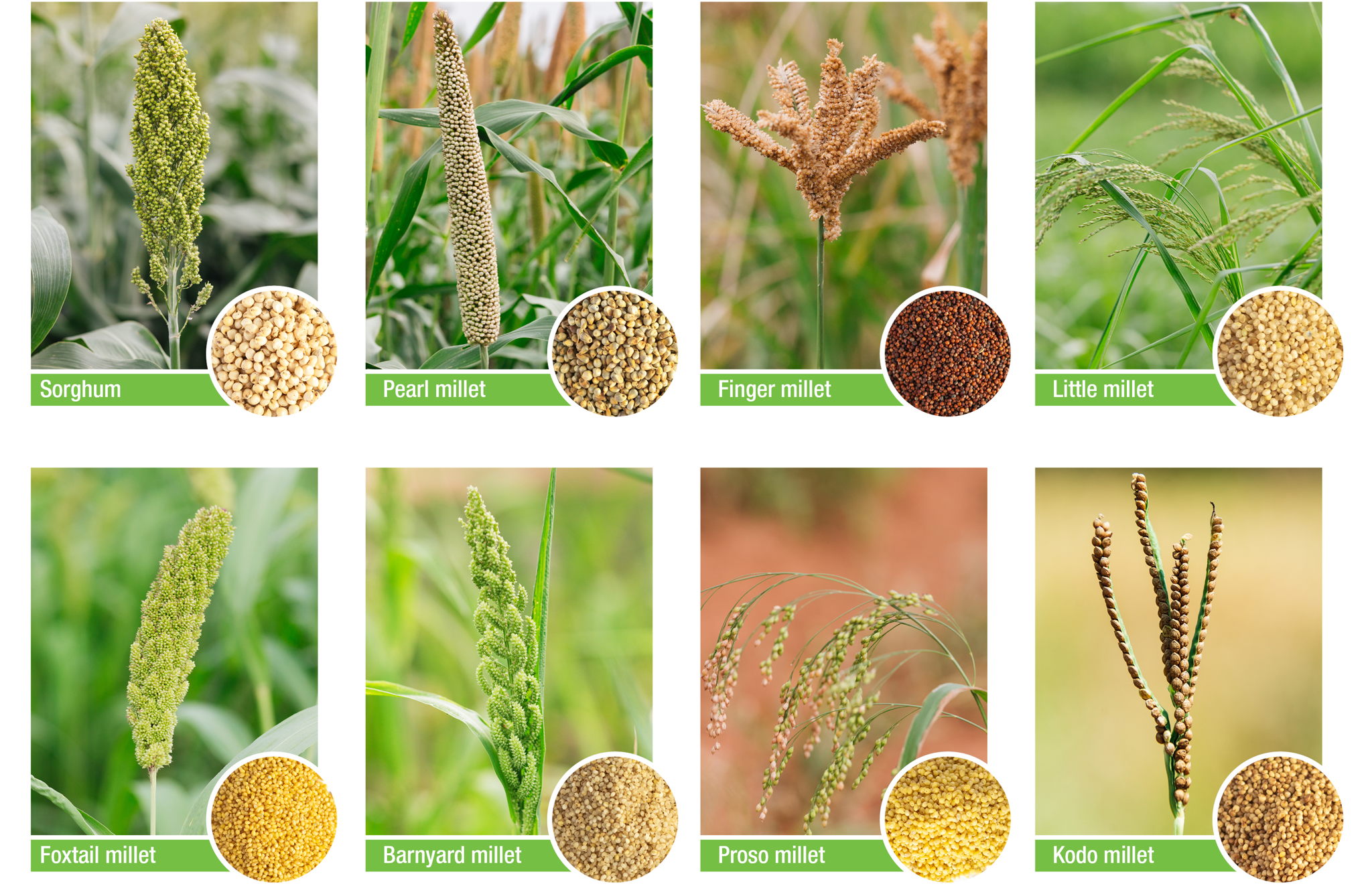 Good practices on millet mainstreaming: NITI Aayog and ICRISAT to share expertise and knowledge