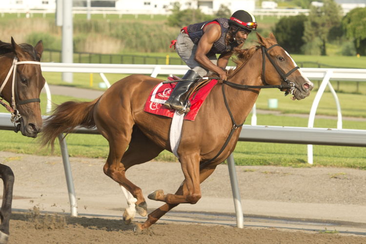 Elysian Field training at Woodbine (Michael Burns Photo)