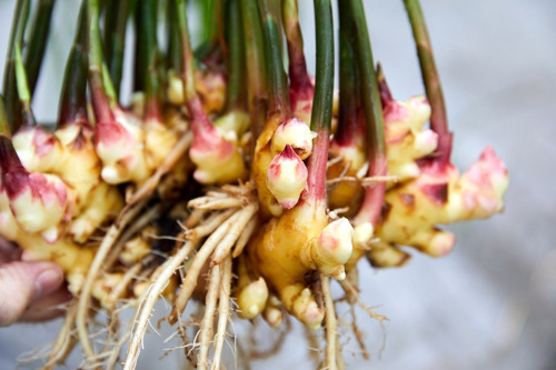 Colruyt Group successfully tests local cultivation of early fresh ginger