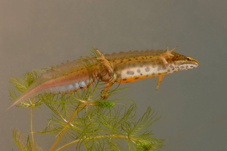kleine watersalamander 
 - foto: Hugo Willocx