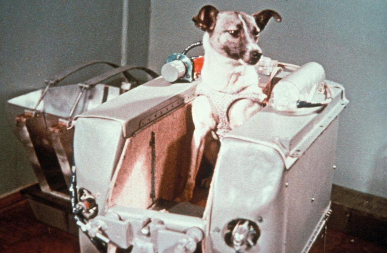 Laika the dog AKG2457368 © akg-images / Universal Images Group / Sovfoto