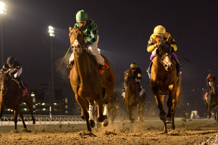 Avoman and jockey Justin Stein winning the Steady Growth Stakes on Sunday at Woodbine (Michael Burns Photo)