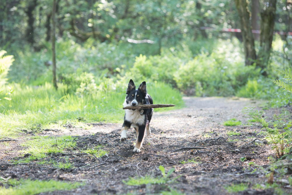 Vakantie met hond LGP