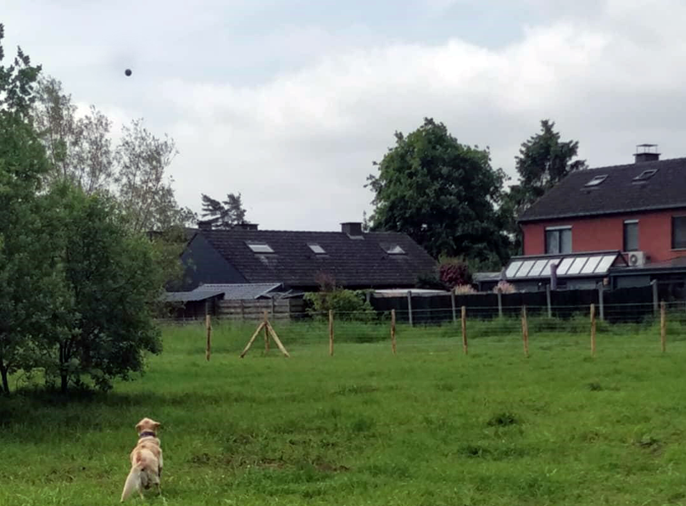 Nieuwe hondenlosloopweides in Wilsele en Wijgmaal