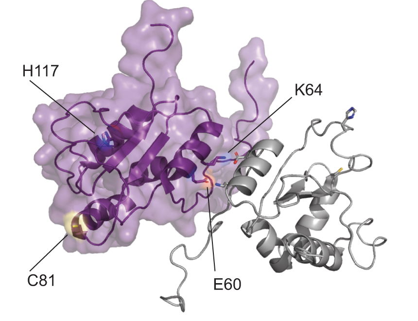 Structuur van het AGR2 eiwit, met duiding van plaatsen die door gekende mutaties beïnvloed worden.