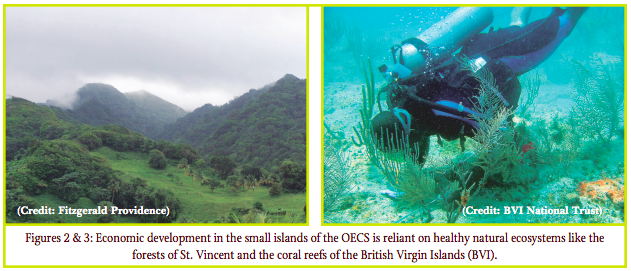 Economic development in the small islands of the OECS is reliant on healthy natural ecosystems like the
forests of St. Vincent and the Grenadines and the coral reefs of the British Virgin Islands (BVI).