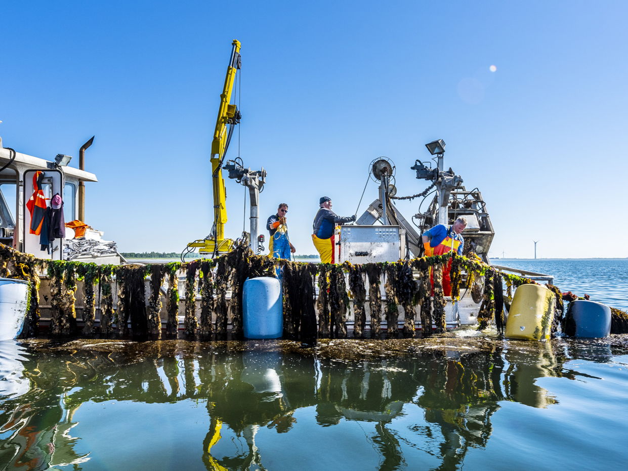 Récolte des premières moules de corde de la saison en Zélande