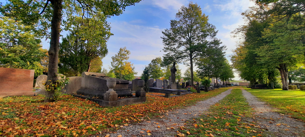 Leuven ‘laat ze liggen’: begraafplaatsen gaan voor gezondere bomen met nieuw bladerplan