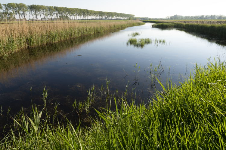 Meetjesland Krekengebied - Zonnekreek (© Ludo Goossens)