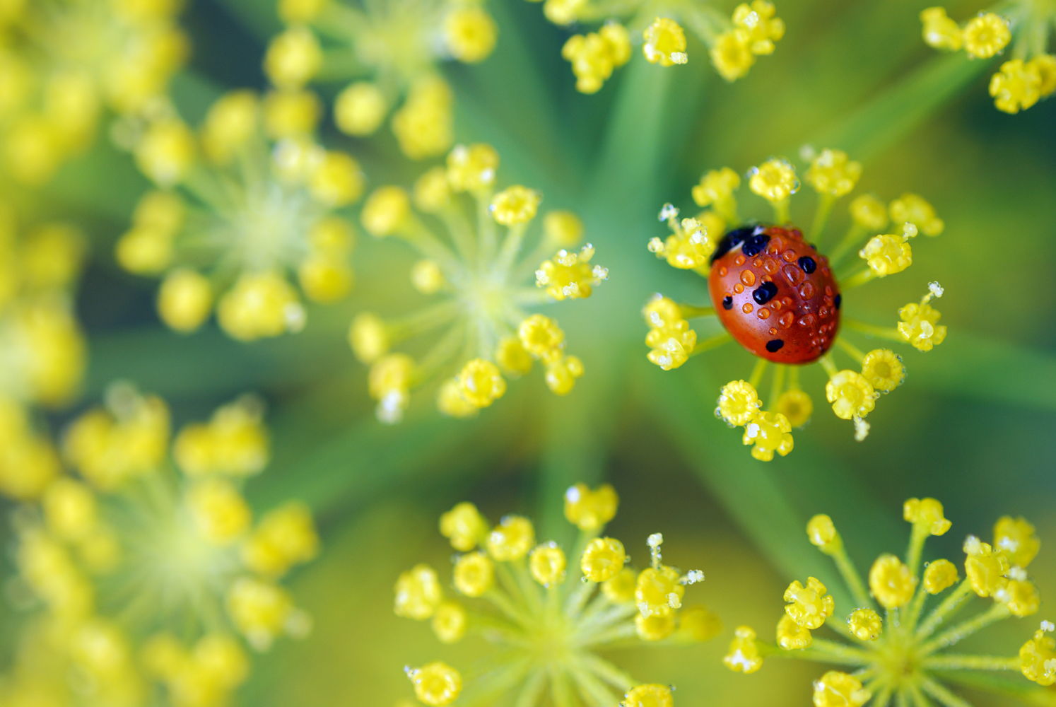Ladybug Weekend (photo by Pike Nurseries)