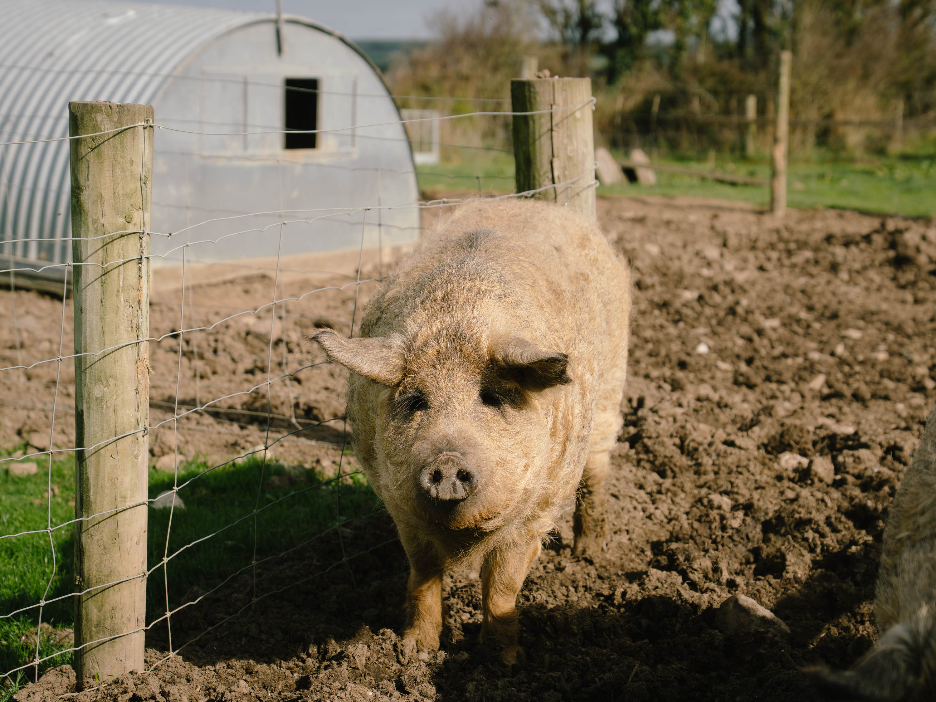 Wildlife Weekenders: Luxury Lodge Stays in Nature’s Playground