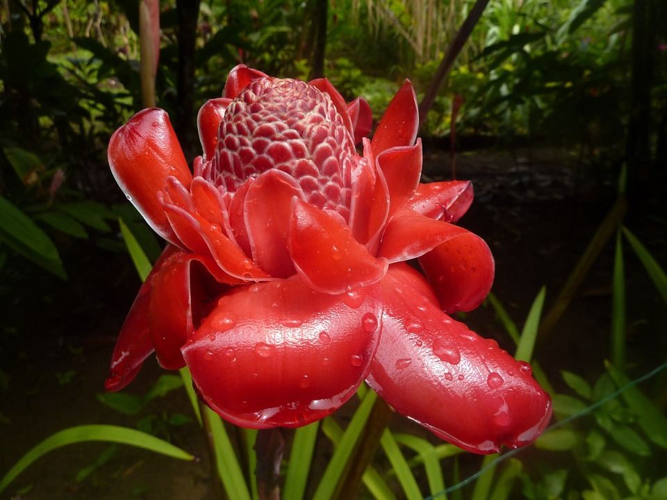Ginger flower