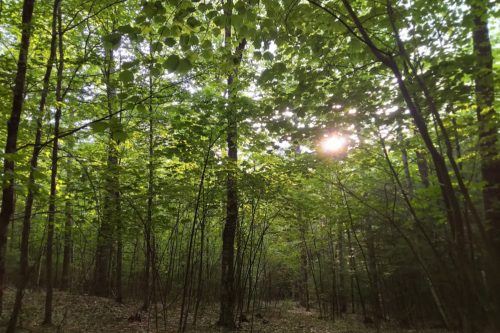 Views of the cathedral like forest on the north side of the property