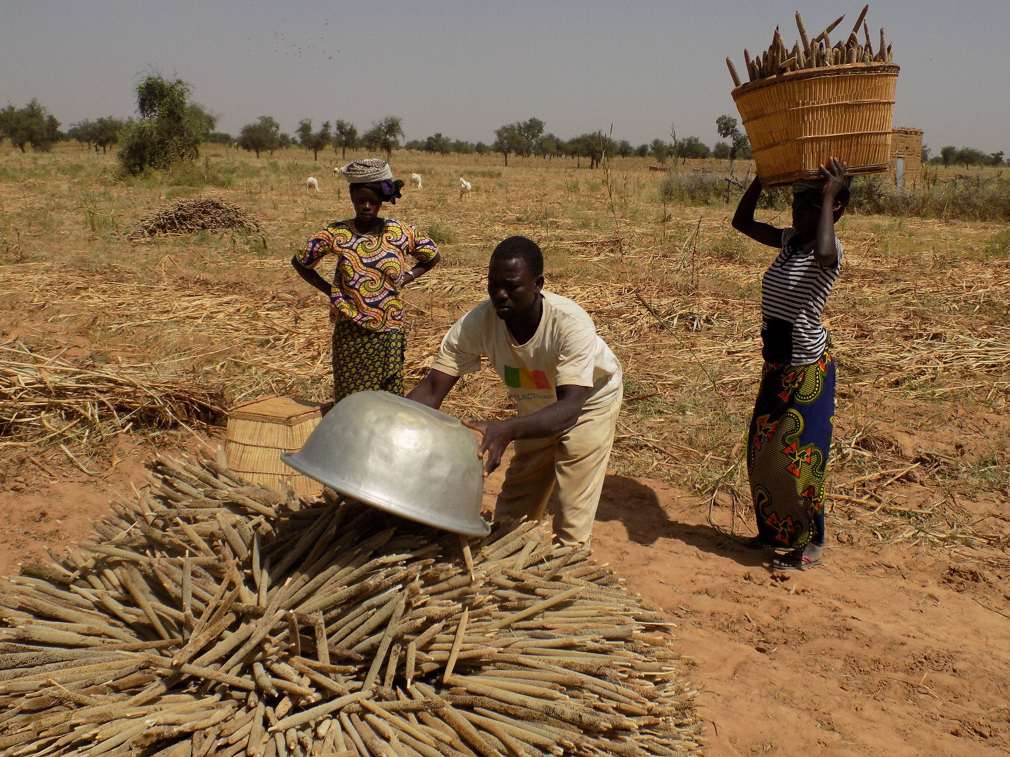 Hybrid Pearl Millet Brings New Hope to Nigeria’s Drylands: Boosting Productivity and Nutrition Amid Climate Challenges