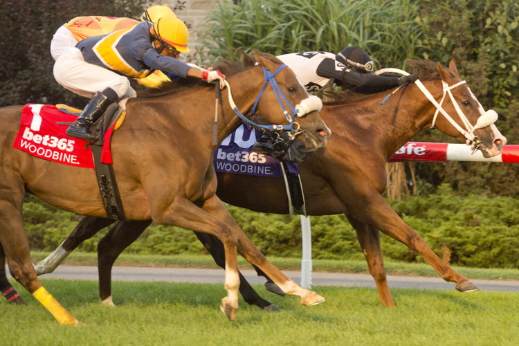 Aim for the Sky and jockey Rico Walcott winning Race 11 on September 17, 2023 at Woodbine (Michael Burns Photo)