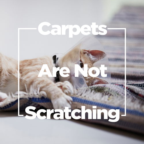 LURVIG_ CARPET_ARE_NOT_SCRATCHING
